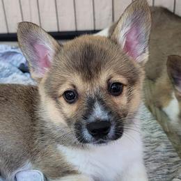Boy 5 - Rip - Pembroke Welsh Corgi puppy in San Antonio, Texas from Bishop Paws & More.