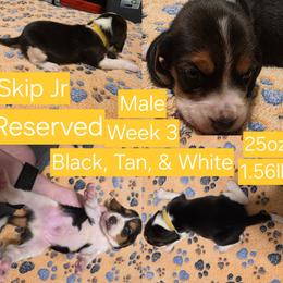 Gromit-Yellow Male - Black white and tan male Beagle puppy in Bemidji, Minnesota from Nse Farms Beagles