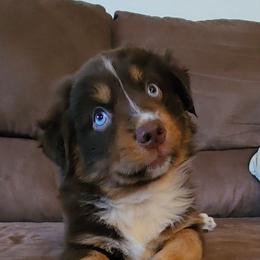 Holly - Red tri female Miniature Australian Shepherd puppy in Philpot, Kentucky from Miller Hill Mini American Shepherds and Mini Australian Shepherds