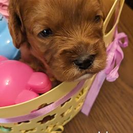 Iris - Red Cavapoo puppy in Lincolnton, North Carolina from Home Sweet Home Puppies