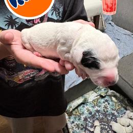 Fanta - White and black female Dalmatian puppy in Des Moines, Iowa from Spot Splattered Dalmatians
