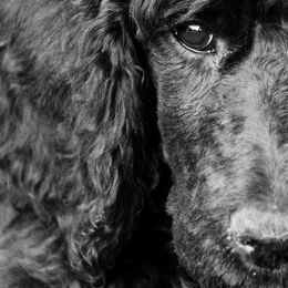 Bluetick Coonhounds, Poodles, and Treeing Walker Coonhounds from McKenzie Sharp