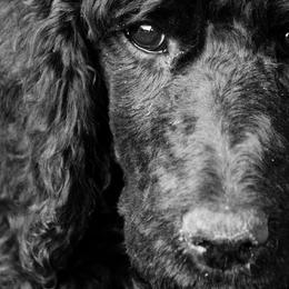 Bluetick Coonhounds, Poodles, and Treeing Walker Coonhounds from McKenzie Sharp