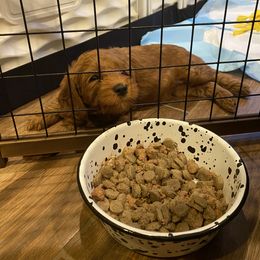 Goldendoodle Puppies from BasilBella’s Doodles