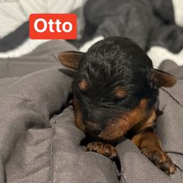 Otto (red) - Black and tan male Airedale Terrier puppy in Akron, Ohio from Green Family Companion Kennel, LLC