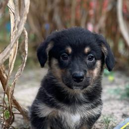 Zion - Black and tan male American Corgi puppy in Hope, Arkansas from Foxy Knoll Farm