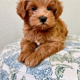 Chip - Red  male Goldendoodle puppy in Garden Grove, California from Sunkissed Doodles