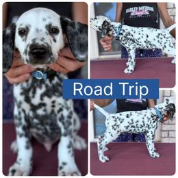 Road Trip - White and black male Dalmatian puppy in Melrose, New Mexico from ECMO Farm Dalmatians & Labrador Retrievers