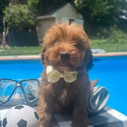 Cream Bow - Apricot male Goldendoodle puppy in Germantown, Maryland from Honey Blossom Doodles