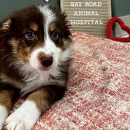 Red tri - Red tri-color male Australian Shepherd puppy in Saratoga Springs, New York from Rock Springs Australian Shepherds