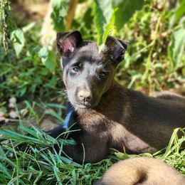 Girl 2 - Belgian Malinois puppy in Elizabethton, Tennessee from Forever Family K9