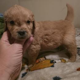 Boy 4 - Dark golden male Golden Retriever puppy in Lawtey, Florida from Rise and Shine Goldens