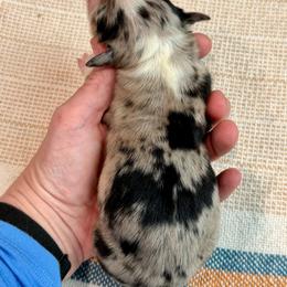 Atlas - Blue merle male Miniature Australian Shepherd puppy in Sandy Hook, Kentucky from RidgeTop Aussies
