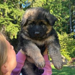 Red King Royal - Black and tan male German Shepherd puppy in Bonney Lake, Washington from German Shepherds Von Washington