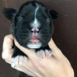 Boxer Puppies from Vintage Boxers
