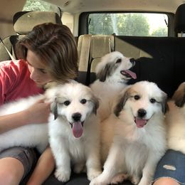 Great Pyrenees Puppies from Heritage Mountain Ranch