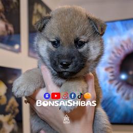 MINAKI - Red female Shiba Inu puppy in Minnesota from BonsaiShibas