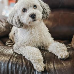 Cherry - Bernedoodle