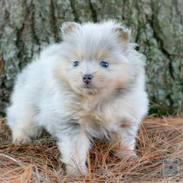 Angel-  blue dilute Merle - Blue merle female Pomeranian puppy in Bremen, Indiana from AMS Pomeranians and Pomskies in Indiana