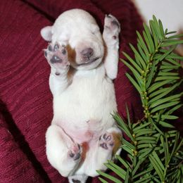 Comet Genetically Clear - White male Miniature Schnauzer puppy in Klingerstown, Pennsylvania from Clay Hill Kennels