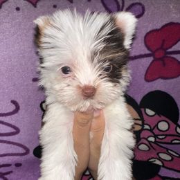 Yorkshire Terrier puppies from K's Luxurious Yorkies