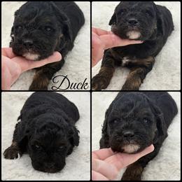 Duck - Phantom male Poodle puppy in Wheatland, California from Sapphire Ridge Poodles