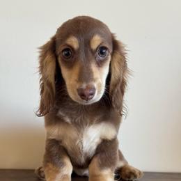 Whimsy - Chocolate and cream female Dachshund puppy in Steele, Alabama from Taylored Dachshunds