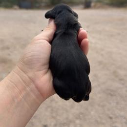 Rory - Black and tan female Dachshund puppy in Gold Canyon, Arizona from Silverking Kennels