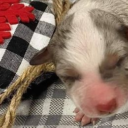 Miniature American Shepherds and Toy Fox Terriers from Tons of Kisses