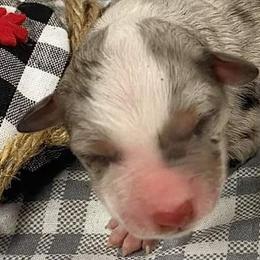 Miniature American Shepherds and Toy Fox Terriers from Tons of Kisses
