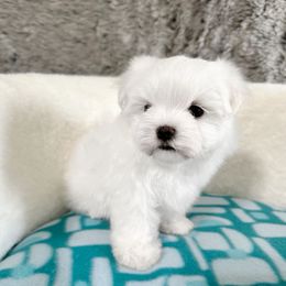 Ozzy - White male Maltese puppy in Vinton, Louisiana from Dreams & Love Maltese