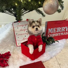 Lagertha - Black and white female Pomsky puppy in Cave Creek, Arizona from Arizona Luxury Pomskies