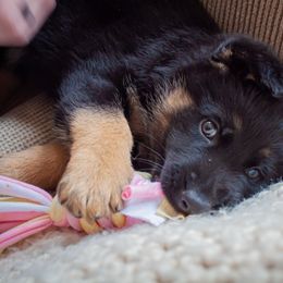 German Shepherd Puppies from Hutchens German Shepherds - Kennel and Training