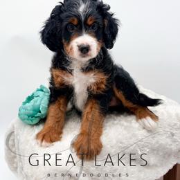 Monarch - Tri-color female Bernedoodle puppy in Baroda, Michigan from Great Lakes Bernedoodles
