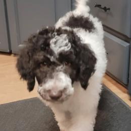 Zoey - Parti female Poodle puppy in Port Orange, Florida from Daytona’s Standard Poodles