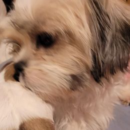 Luna - Shih Tzu