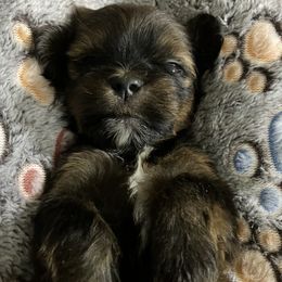 MF1 FLORIDA AKC MULTI CHAMPION ANCESTRY - Red female Lhasa Apso puppy in Bell, Florida from Maryann & Kandis