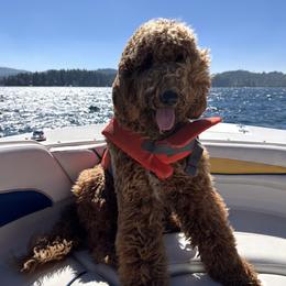 Labradoodle All Grown Up from BabySweet Labradoodles