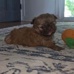 Delta - Red female Shih Tzu puppy in Smithville, Georgia from The Luckie Puppy
