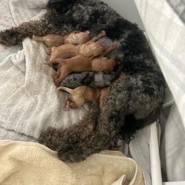 Cavapoo puppies from Blue Cottage Farm Cavapoos
