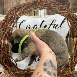 Boy 1 - Blue male German Shepherd puppy in Pelham, North Carolina from P & P Shepherds