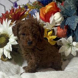 Labrador Retriever, Poodle, Shih Tzu, and Yorkshire Terrier Puppies from Silver Bells Paw Prints