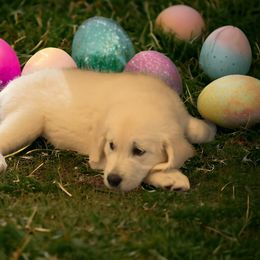 Golden Retriever Puppies from Family Loved Golden Retrievers