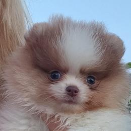 DUTCH - 3,500 dollars - Blue male Pomeranian puppy in Amelia, Ohio from Boujee Puff Poms