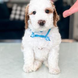 Bernedoodle, Goldendoodle, and Poodle Puppies from Teddy Doodles & Standard Poodles