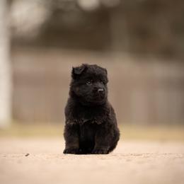 German Shepherd Puppies from FuryHaus German Shepherds
