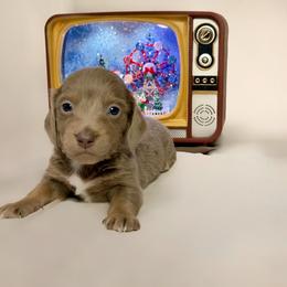 Dachshund Puppies from Chivi Paws