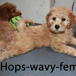 Hops - Apricot female Goldendoodle puppy in Jasper, Indiana from Hilltop Pups LLC