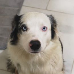 Australian Shepherds from Christ the King Monastery