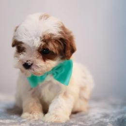 Prince - White male Cavapoo puppy in Apopka, Florida from Rae Precious Puppies